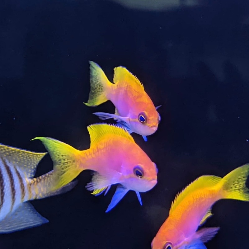 Bimaculatus Anthias | Female/Juvenile
