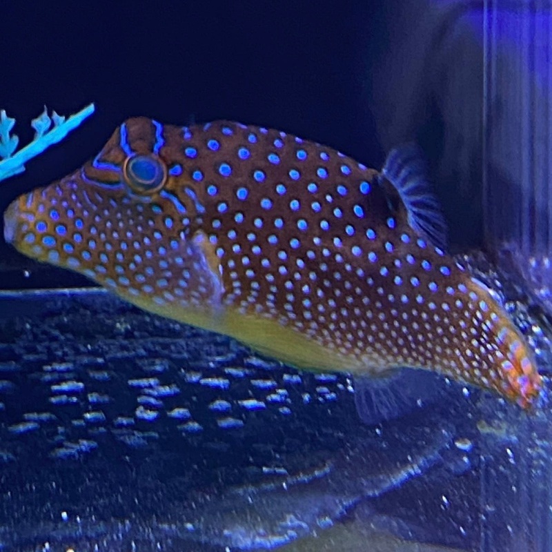 Blue Spotted Puffer