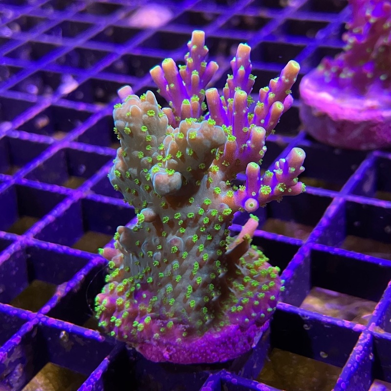 Bonsai Acro