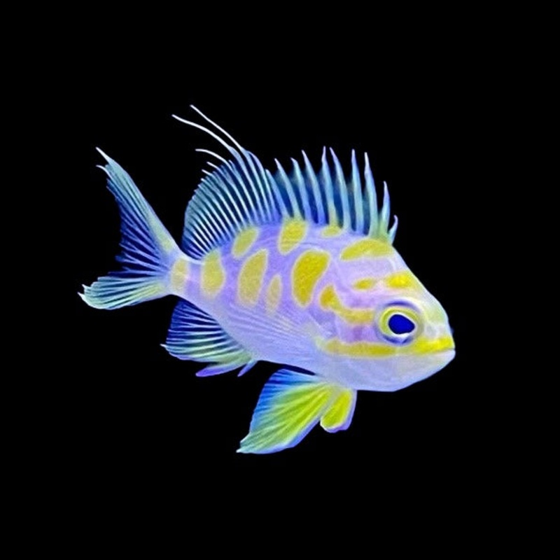 Borbonius Blotchy Anthias