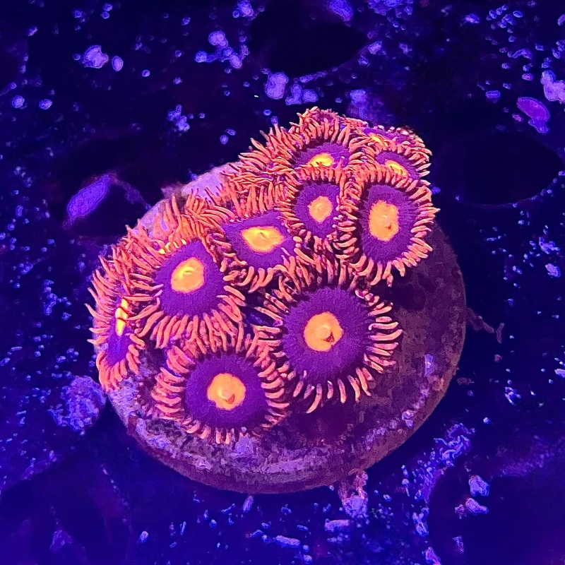 Clementine Zoanthid