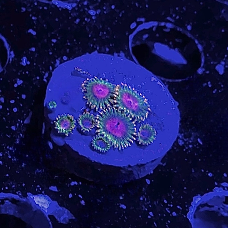 ECC Awesome Blossom Zoanthid