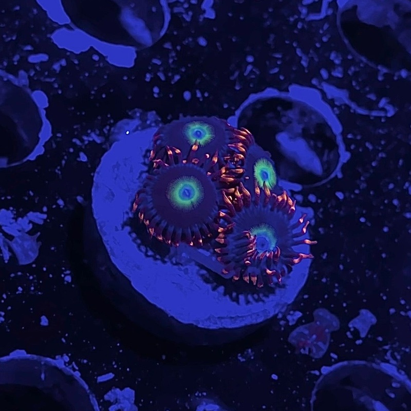 ECC Flaming Suns Zoanthid