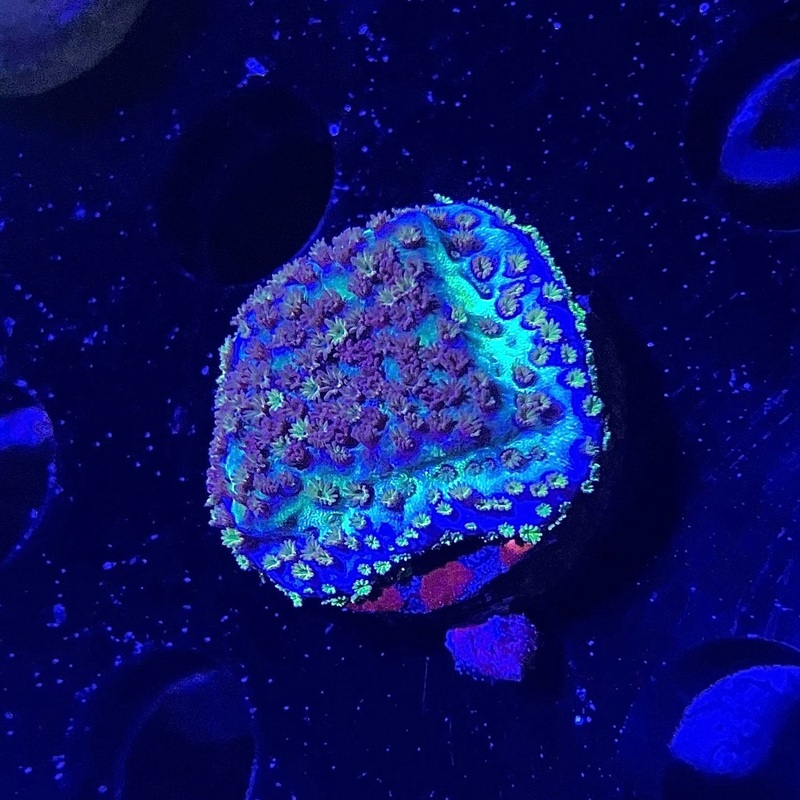 ECC Flower Power Montipora