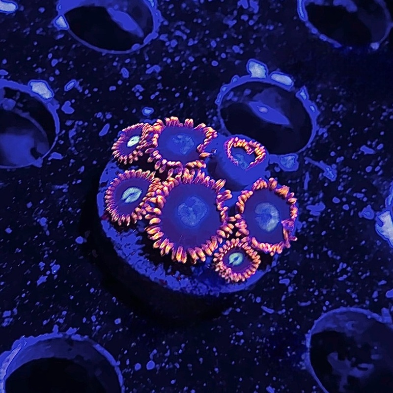 ECC Fruitopia Zoanthids