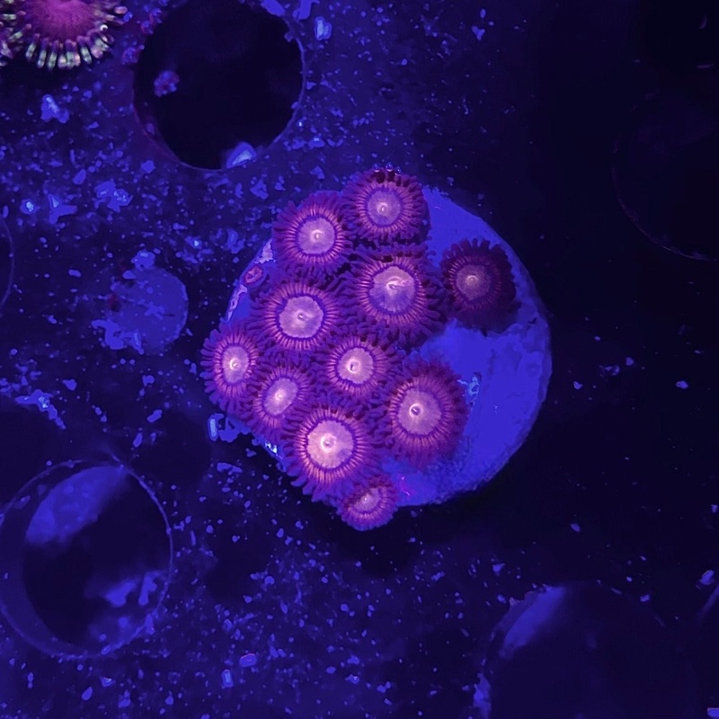 ECC Halo Monster Zoa