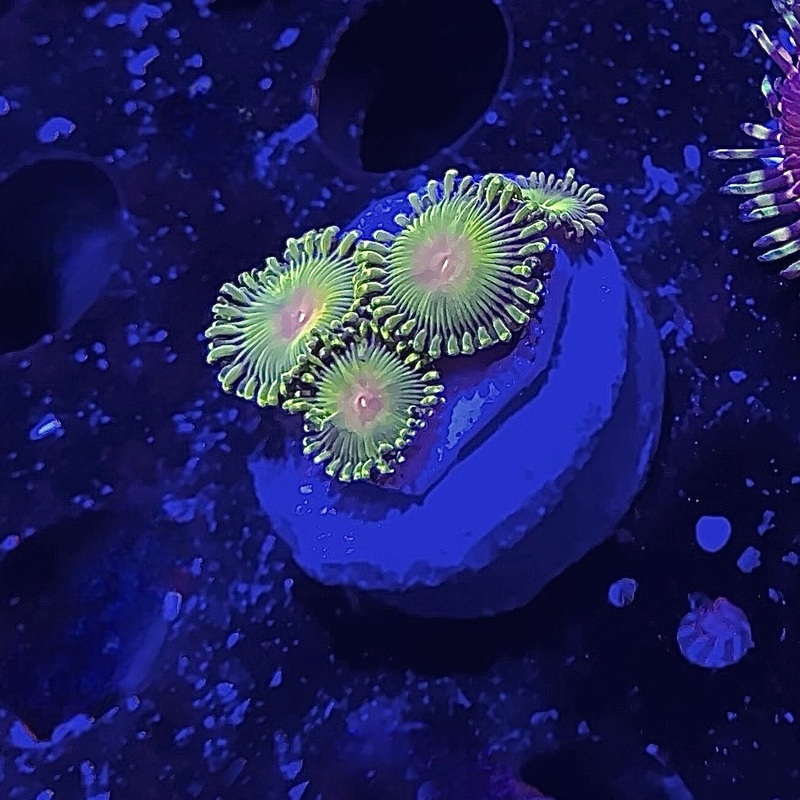 ECC Impastas Zoanthid