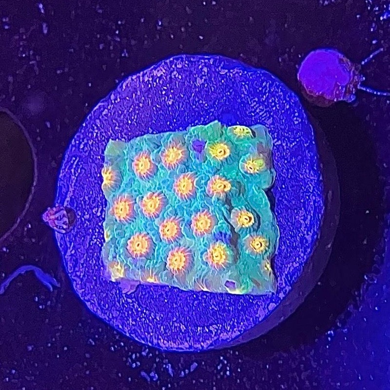 ECC Jason Fox Buzzkill Cyphastrea