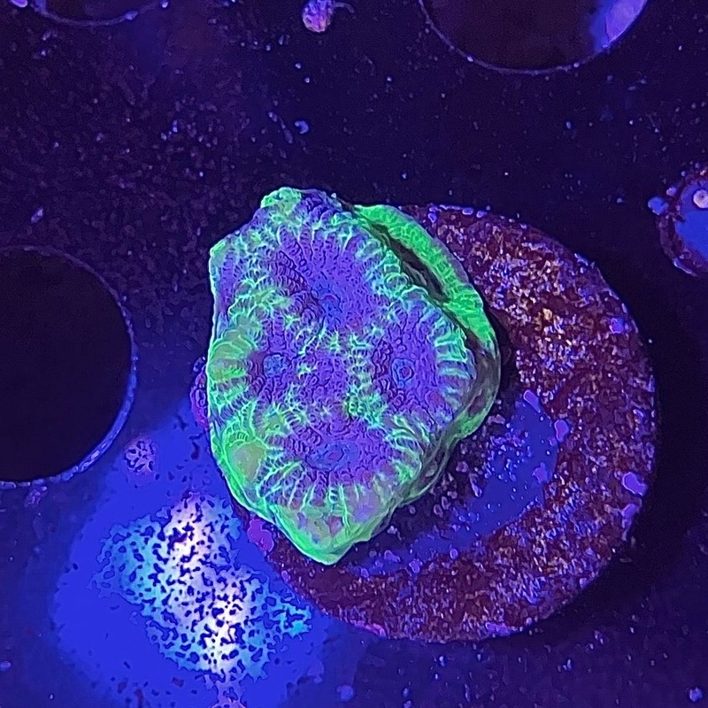 ECC Renegade Favia