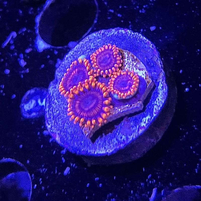 ECC Twizzler Zoanthid