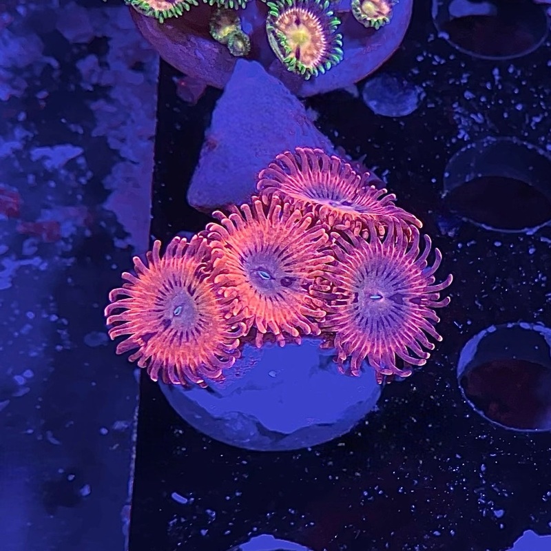 ECC Volcanic War Zoa