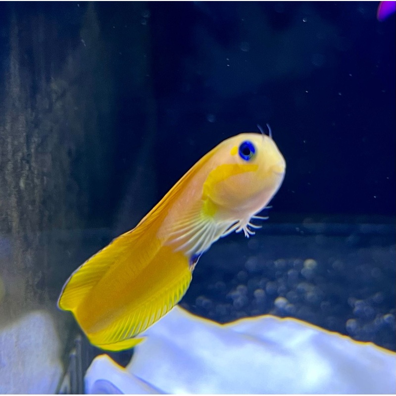 Gold Midas Blenny