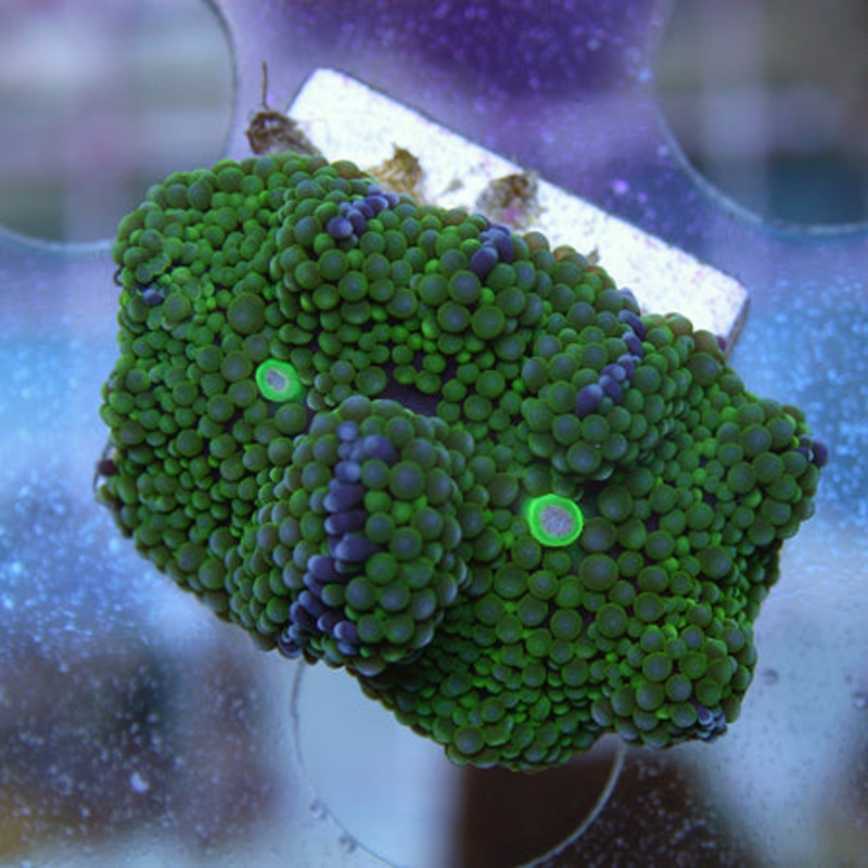 Green Ricordea