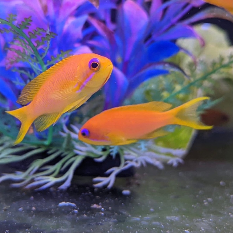 Lyretail Anthias | Female/Juvenile