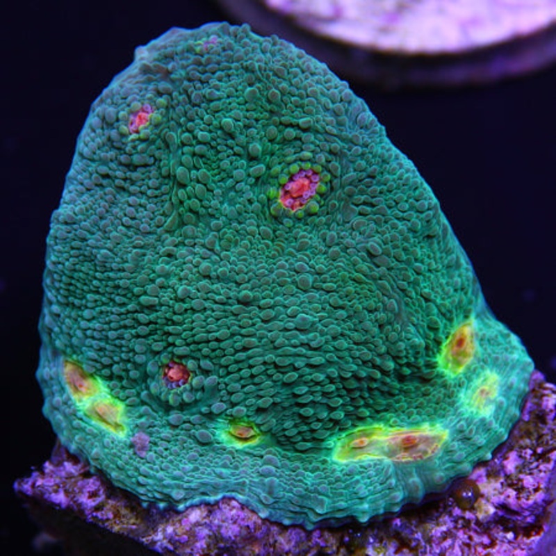 Miami Hurricane Chalice Frag