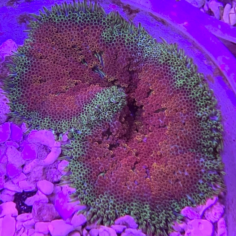 Mini-Maxi Carpet Anemone