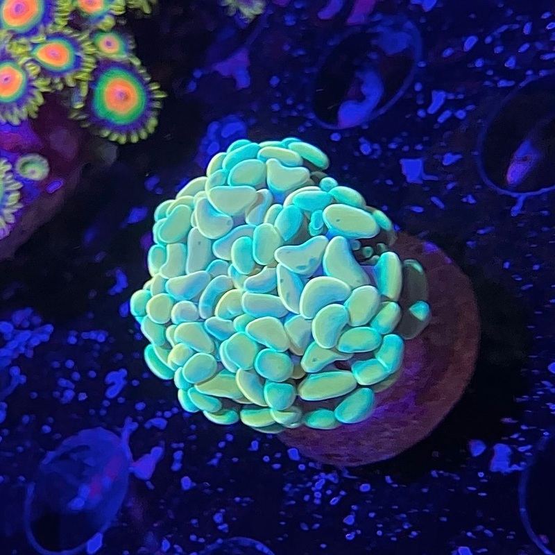 Rainbow Gold Hammer