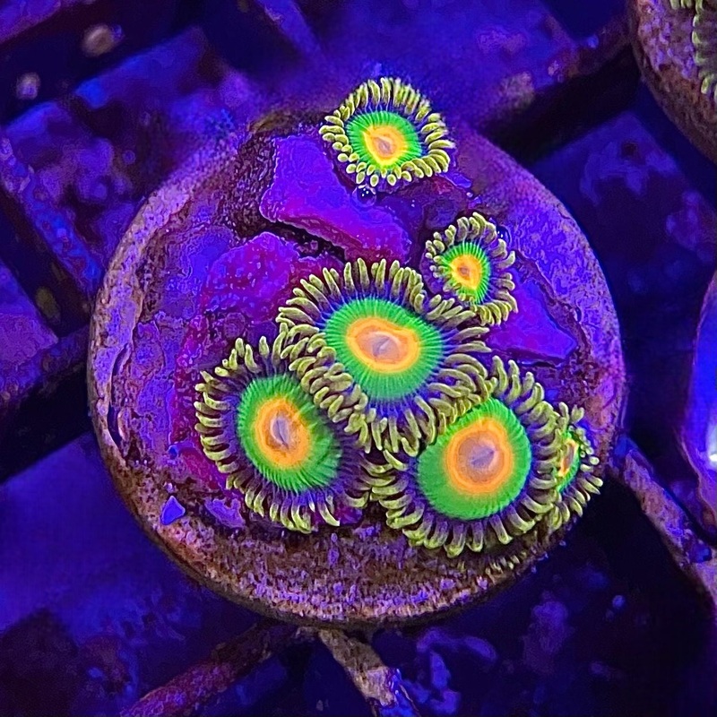 Rasta Zoanthid Frag