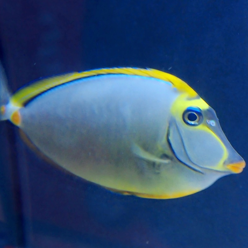 (S) Blonde Naso Tang