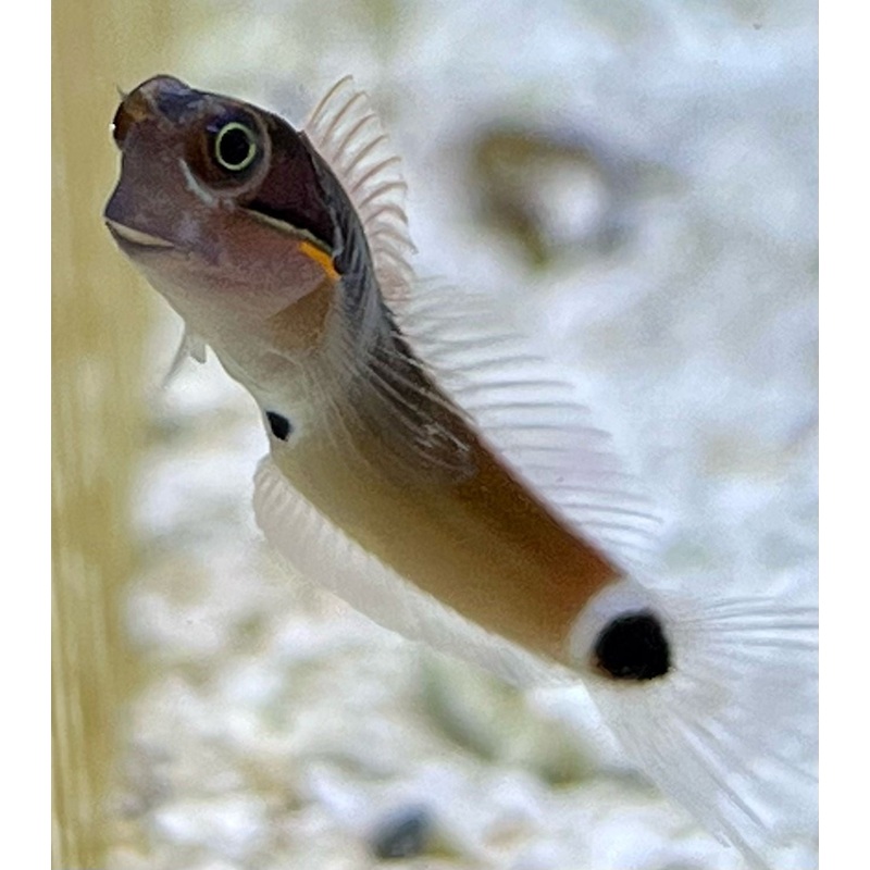 Tail Spot Blenny
