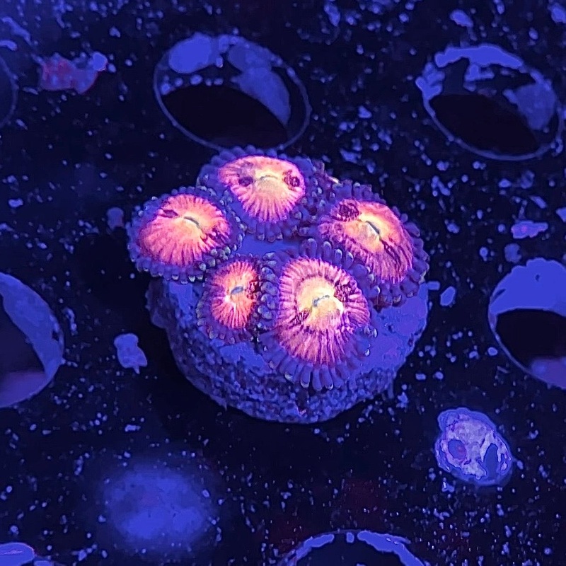 TG Sakura Zoa
