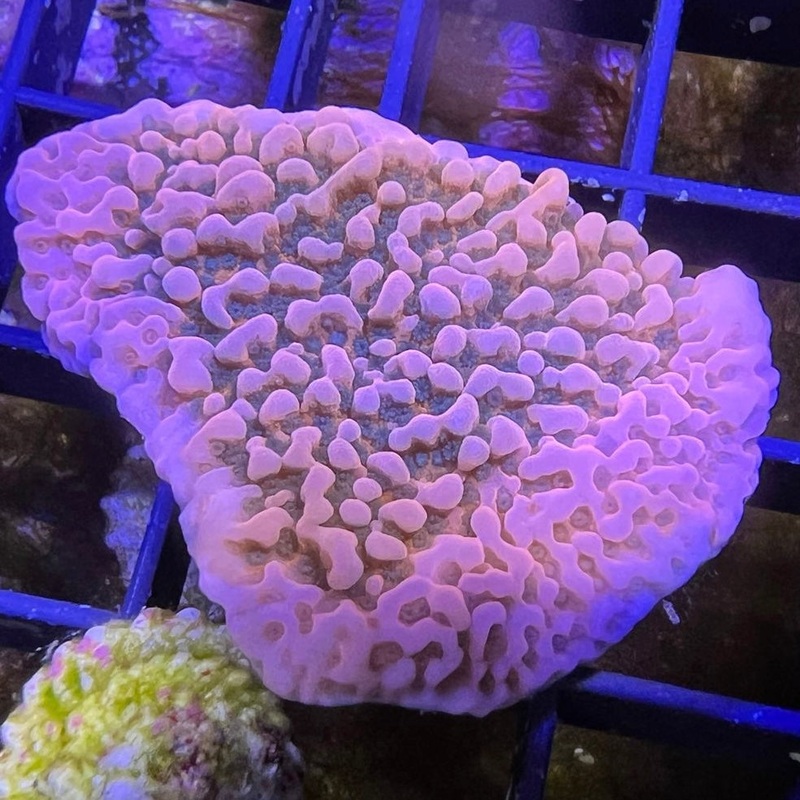 Tropic Thunder Montipora