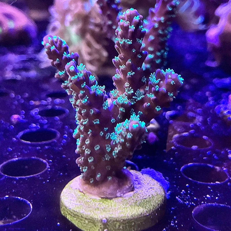 TSA Candlelight Acropora