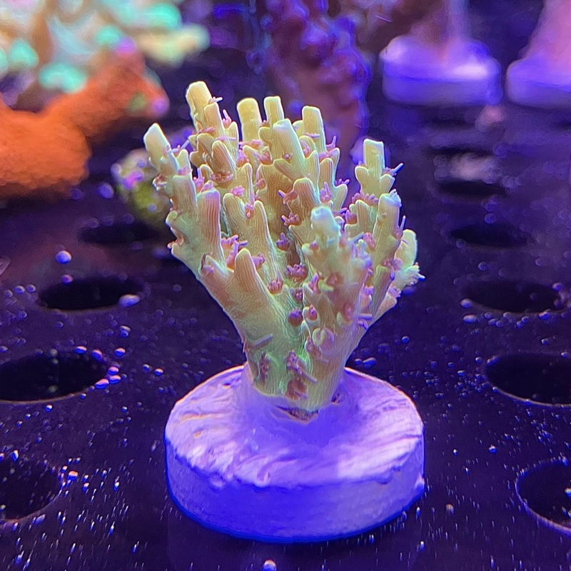 ACI Pikachu Acropora