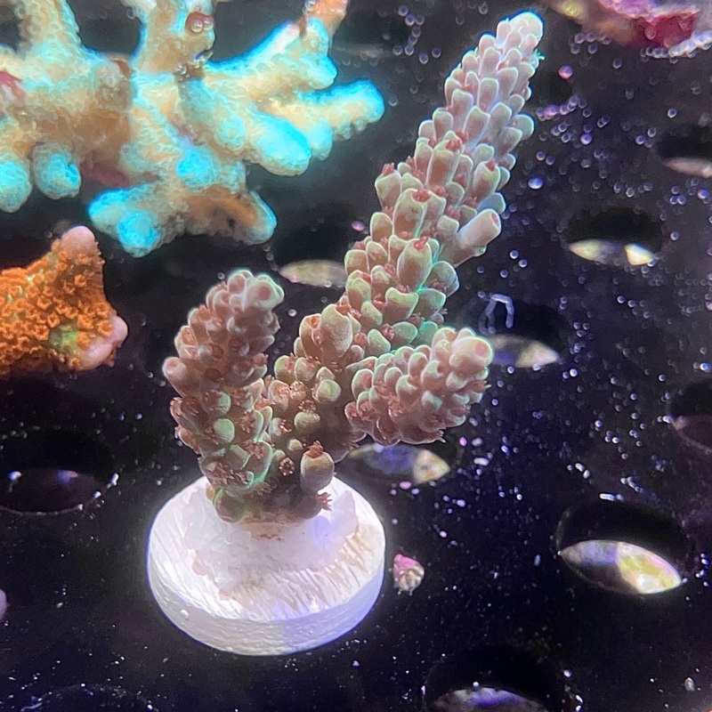 ACI Rainbow Road Acropora