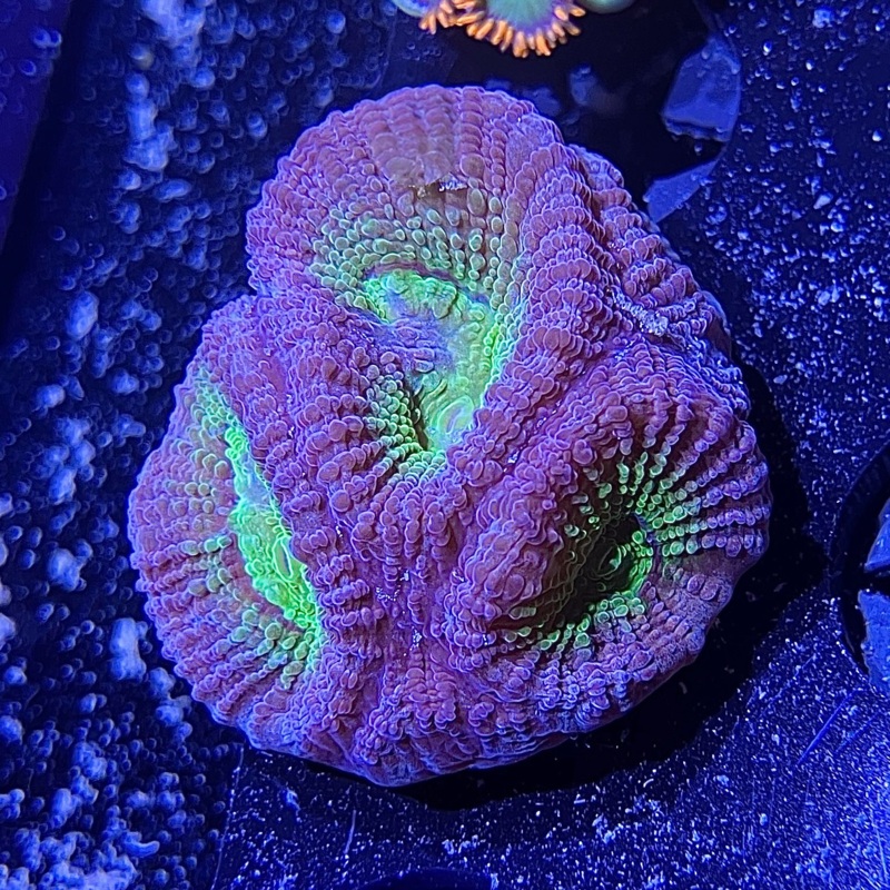 ACI Smoochum Dipsastraea