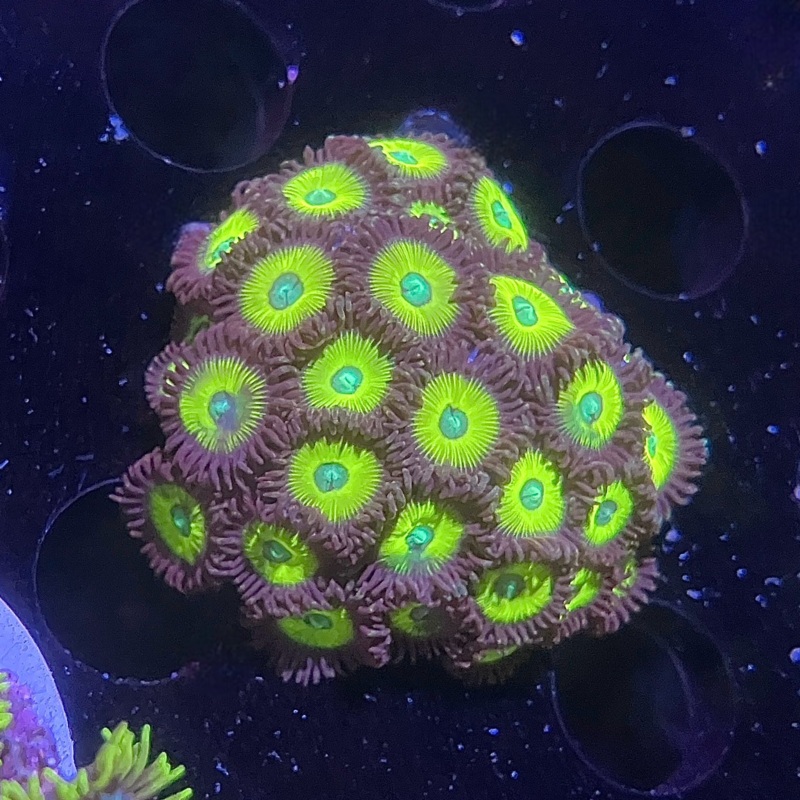 ACI Zombie Banana Zoanthid