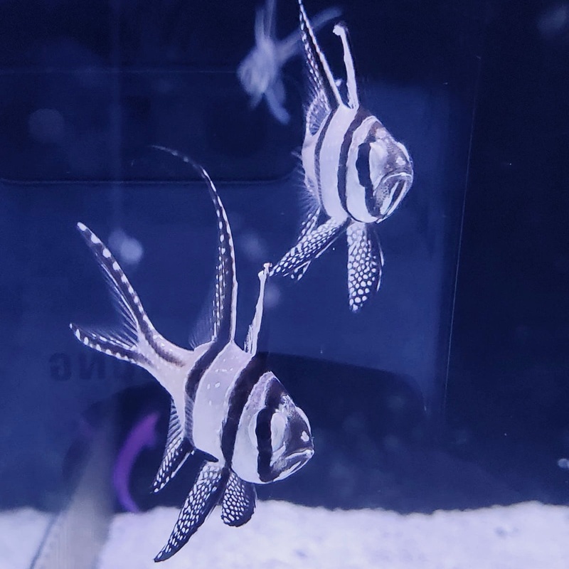 Banggai Cardinal - In-Store Pickup Only