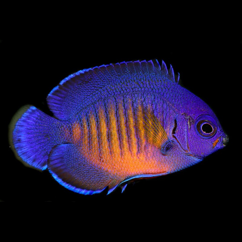 Biota Captive Bred Coral Beauty Angel