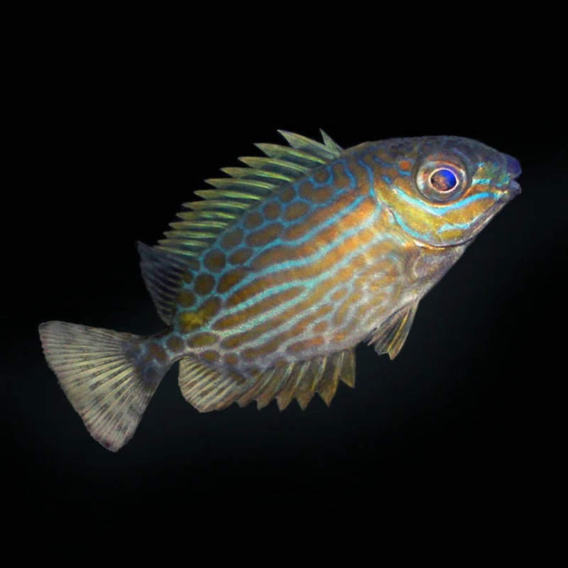 Biota Captive Bred Golden Lined Rabbitfish
