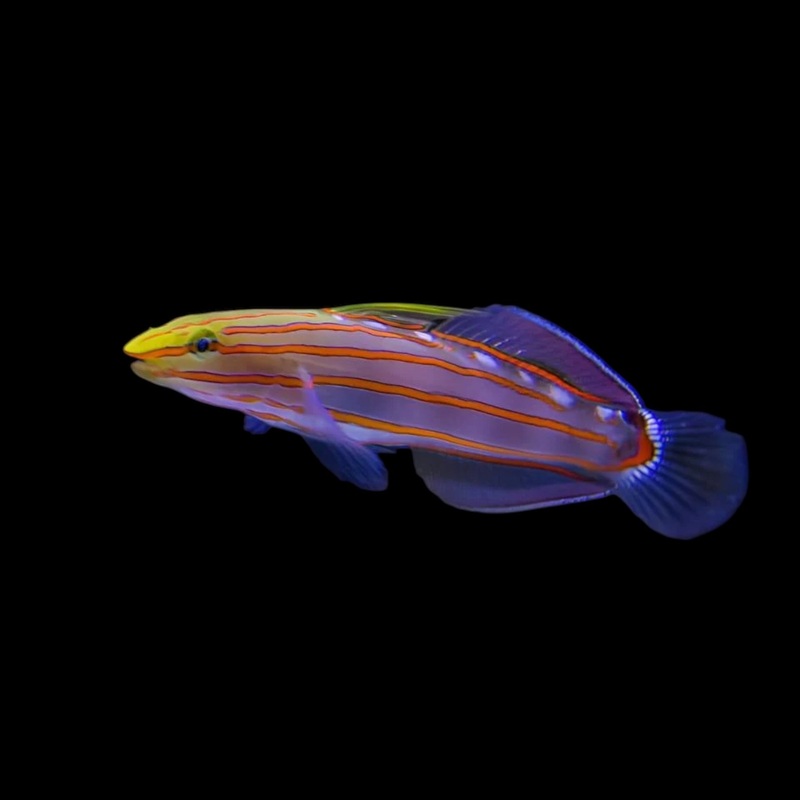 Biota Captive Bred Rainfordi Goby