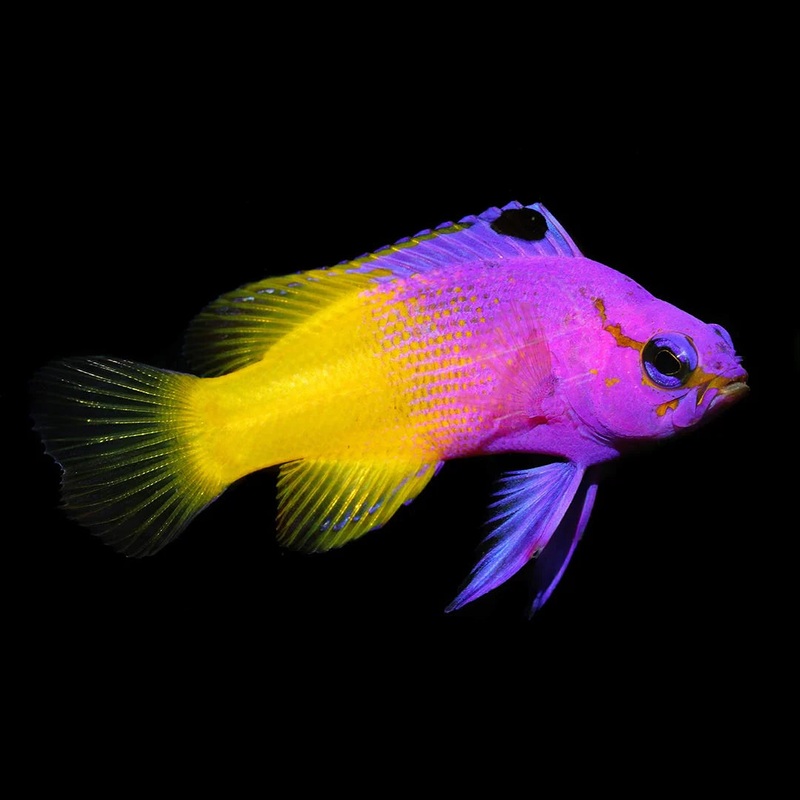 Biota Captive Bred Royal Gramma Basslet