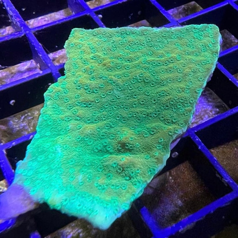 Citrus Montipora