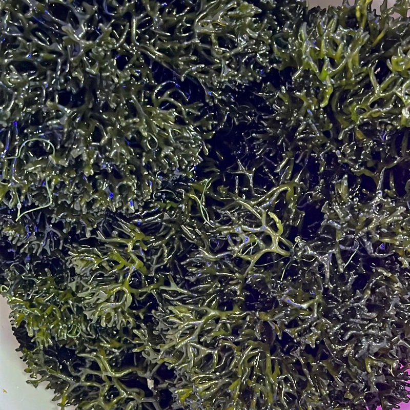Codium Macroalgae
