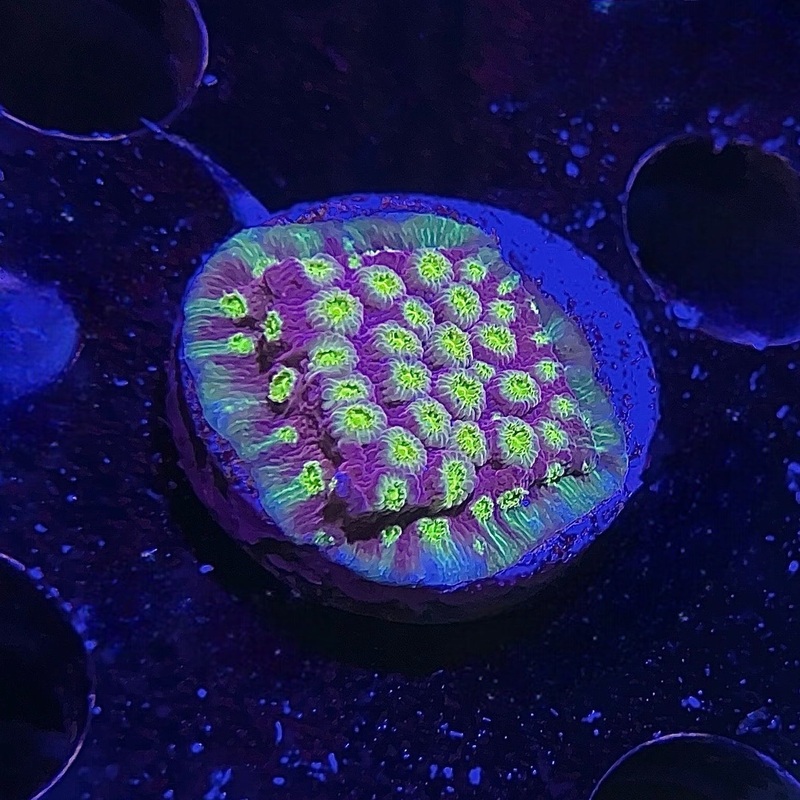 ECC Alien Eye Cyphastrea