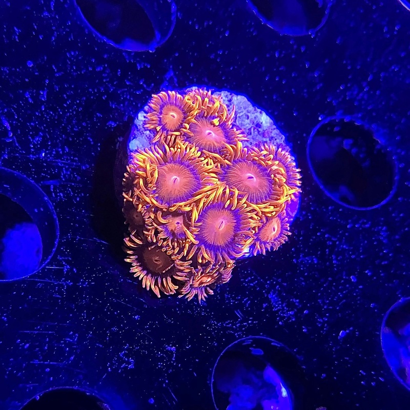 ECC Bam Bam Zoanthid