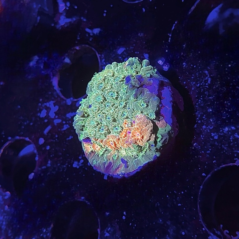 ECC LC Circuit Breaker Cyphastrea