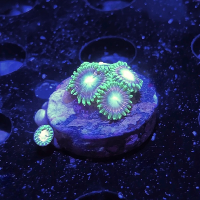 ECC Lemoncello Zoanthid