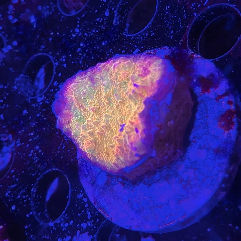 ECC Orangeaid Chalice
