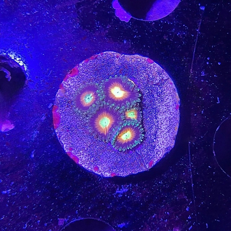 ECC Smashing Pumpkins Zoa