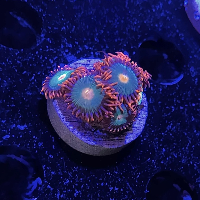 Gatorade Zoanthid