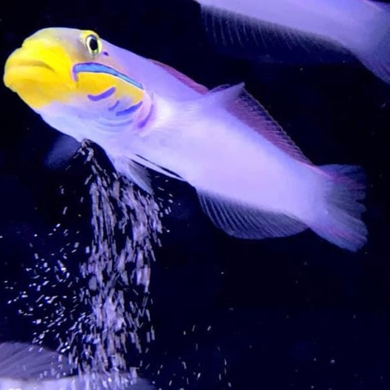 Golden Head Sifter Goby - In-Store Pickup Only