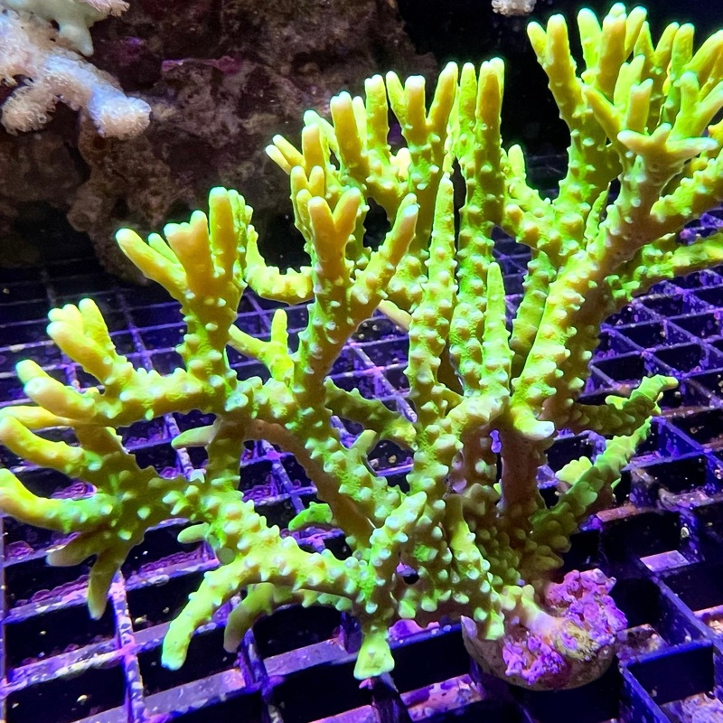 Goldenrod Anacropora