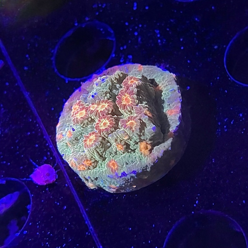 Jason Fox Flicka Flame Cyphastrea