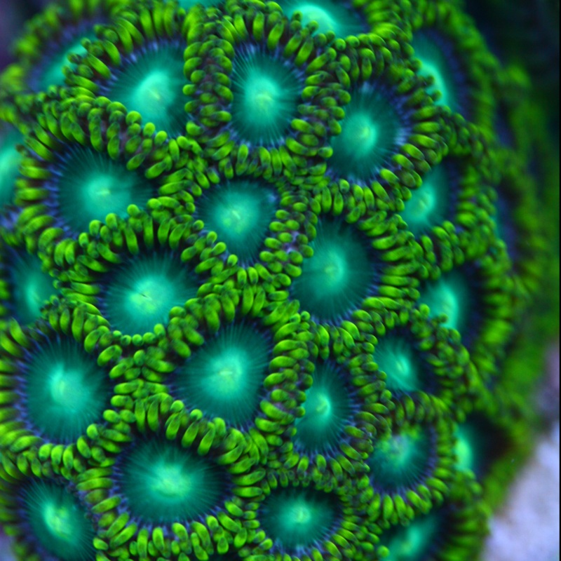 Radioactive Dragon Eye Frag