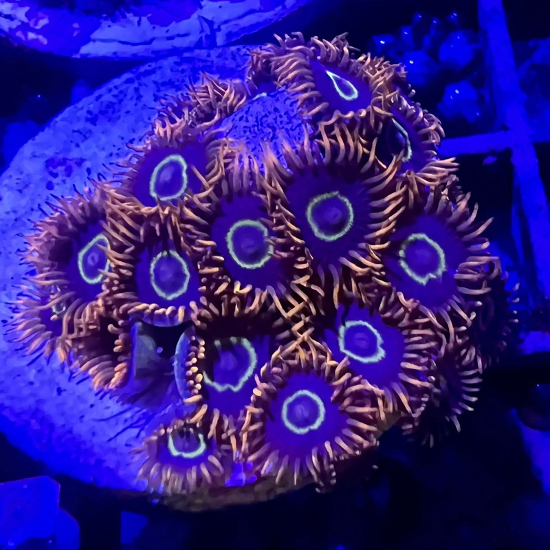 Rainbow Hornets Zoanthid